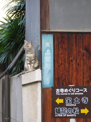 猫