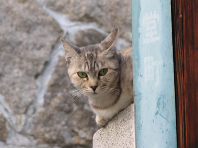 猫