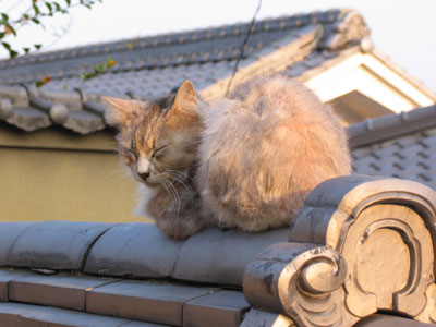 長毛猫