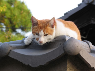 猫