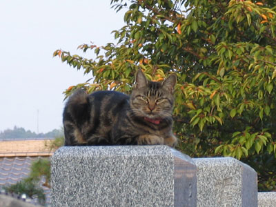 猫