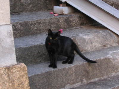 黒猫