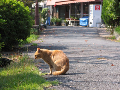公園近くのネコ