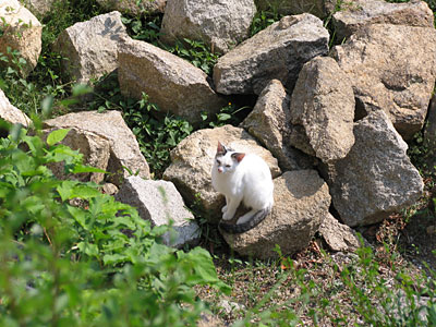 見上げる猫