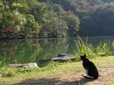 湖と猫