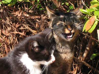 猫