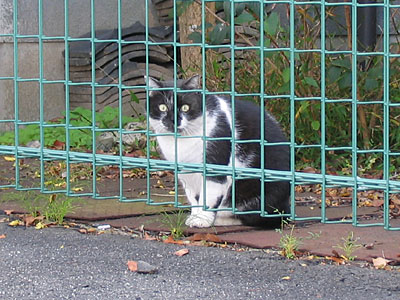 猫