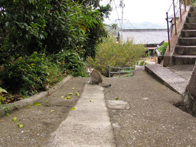 路地猫