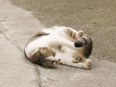 路地猫