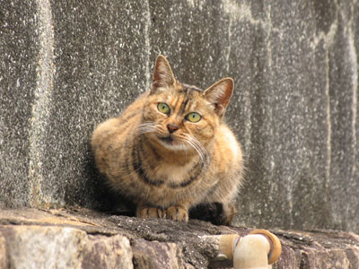 路地猫