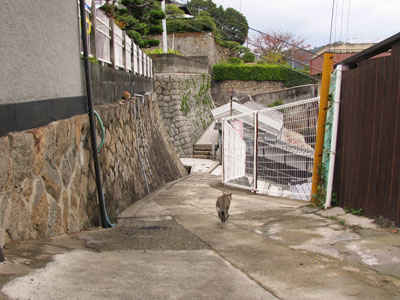 路地猫