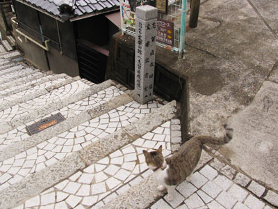 路地猫