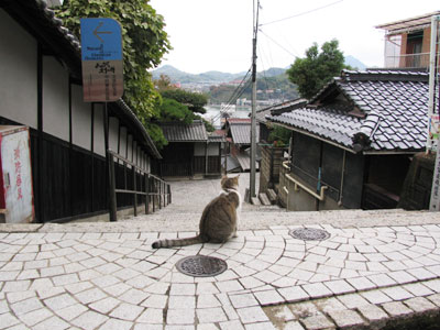 路地猫
