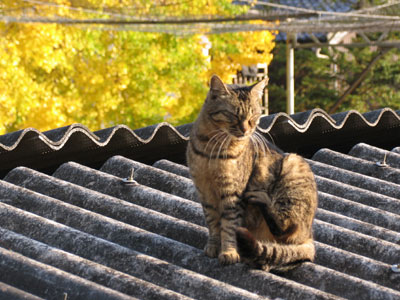 イチョウの木と猫
