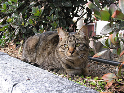海岸通りの猫