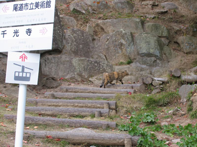 千光寺の猫