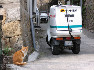 猫