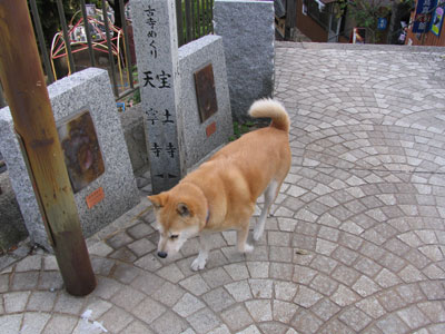 ドビンちゃん