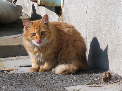 猫