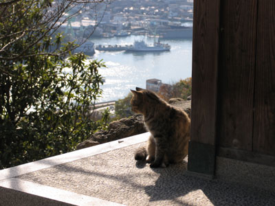 猫