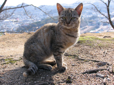 猫