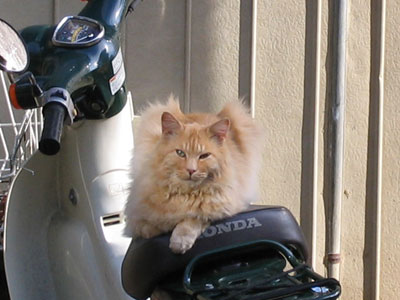 猫