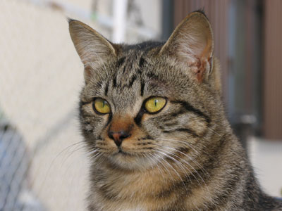 海岸通りの猫