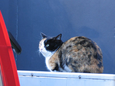 猫