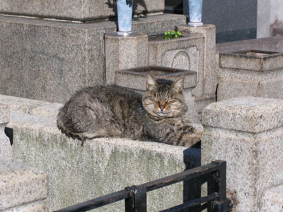 青山霊園の猫