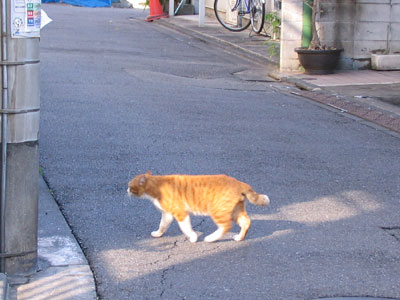 路地猫