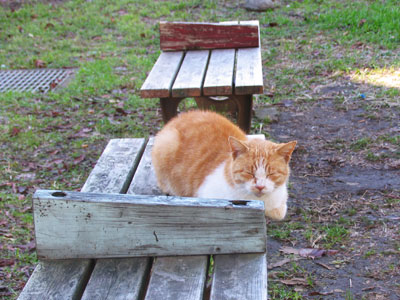 公園猫