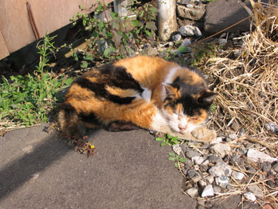 だんだん坂の猫