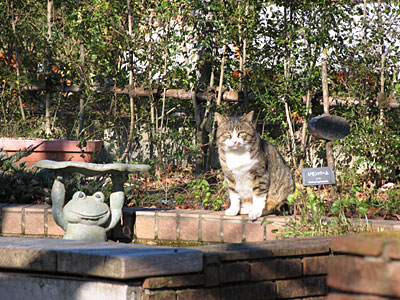 ハーブ園の猫