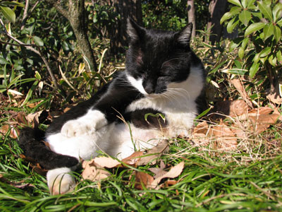 猫