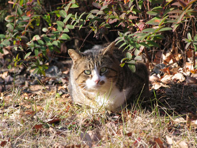 猫