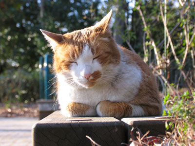 猫