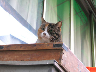猫
