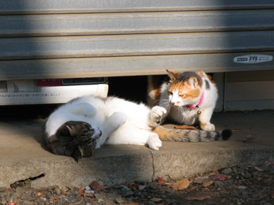 猫