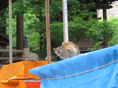 猫