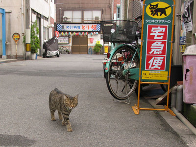 猫