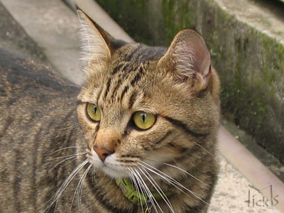 猫アップ