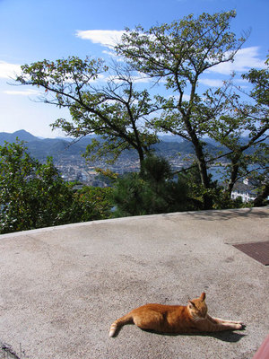 展望台の猫