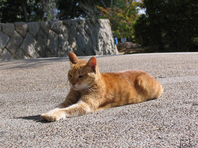 展望台の猫２
