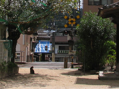 寺猫