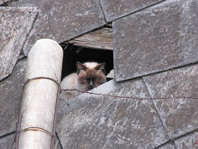 猫