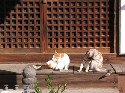 猫２匹