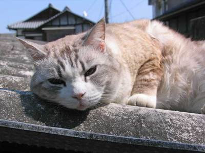小梅さん