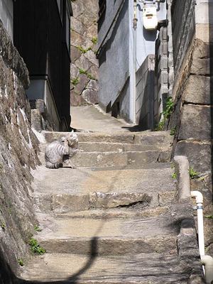路地猫