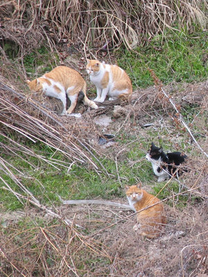 春～猫