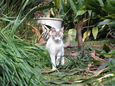 猫